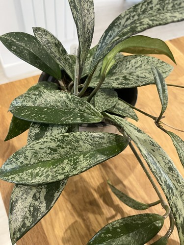 Indoor hoya pubicalyx royal - indoor,