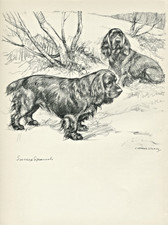 SUSSEX SPANIEL  DOGS LOVELY OLD 1938 DOG ART PRINT by VERNON STOKES