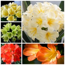 New Clivia Seeds Yellow Orange