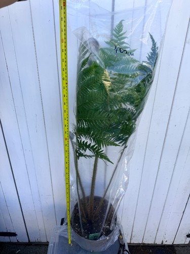 Cyathea cooperi - , 🌱