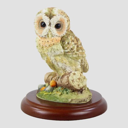 Tawny owl perched - perched, on