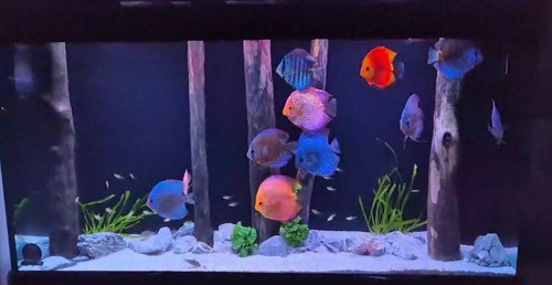 Aquarium wood forest driftwood - wood,