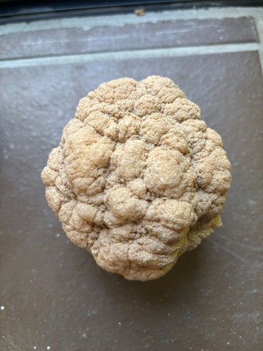 Unopened stone geode - stone,