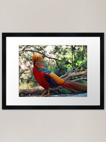Golden pheasant chrysolophus - golden, (chrysolophus