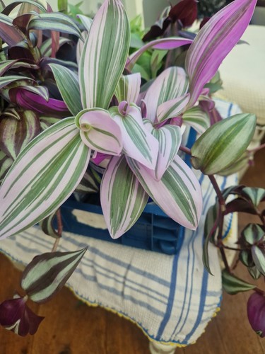 Unrooted tradescantia nanouk - 6,