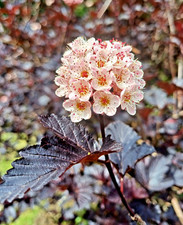 Physocarpus Opulifolius Midnight - XXL 3Lt Pot Flowering Hardy Deciduous Shrubs