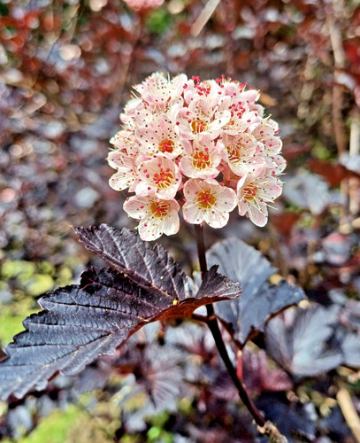 Physocarpus opulifolius - physocarpus,
