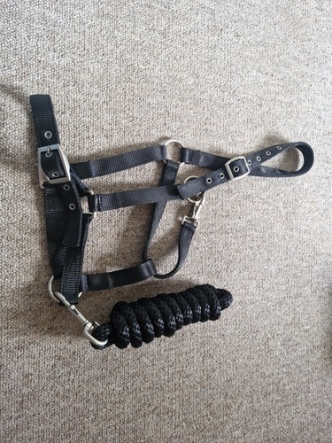 Black webbing head collar - webbing,