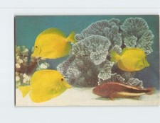 Postcard Yellow Tang &