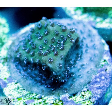 Aci cultured wintergreen - aci,