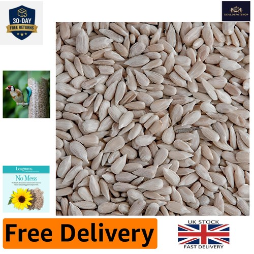 Sunflower hearts for wild - sunflower,