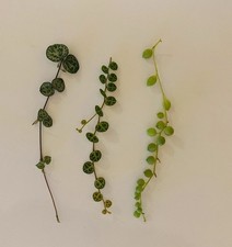 6x String Plants- String Of Pearls / Sting Of Hearts / String Of Turtles 