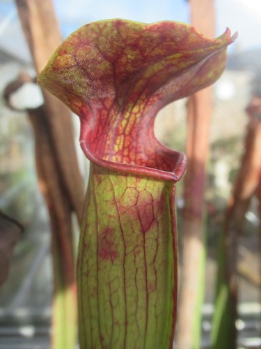 Sarracenia alata red - alata, lid