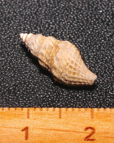 Very rare eocene - very,