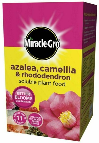 Miracle gro azalea - miracle-gro, camellia