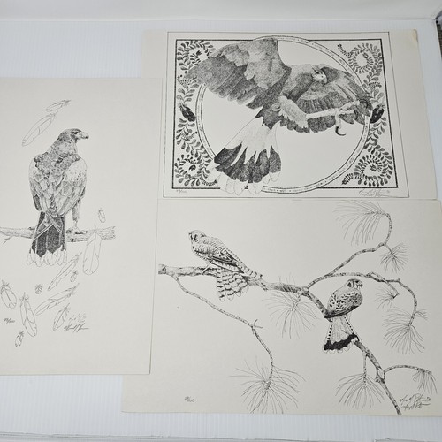 Harris hawk bird art - bird, prints
