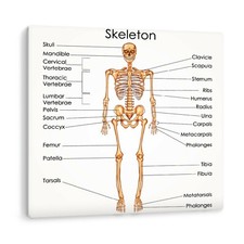 Medical human skeleton - human, anatomy