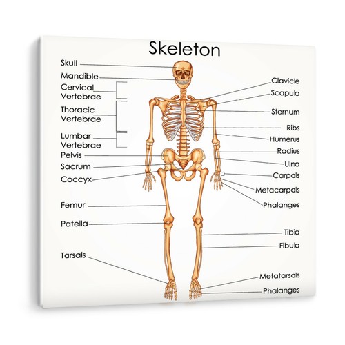 Medical human skeleton - human,