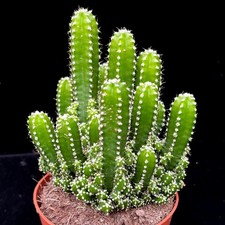 Cereus Florida Cacti | Peruvian Apple Cactus or Night Flowering Cactus 12CM Pot