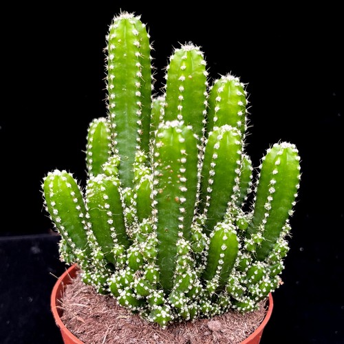 Cereus florida cacti - cereus, |