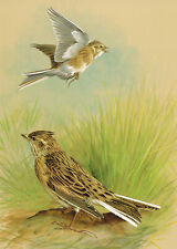 Skylark Bird Picture Print