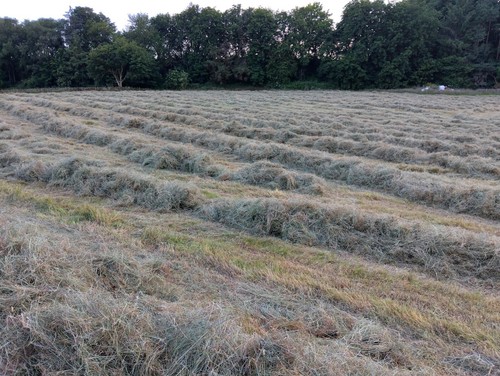 Round and small bale hay - round,