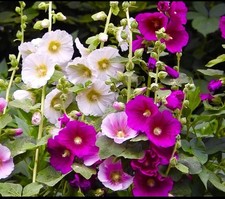 Hollyhocks mix, organic seeds, perennial, cottage garden flowers, UK grown seeds