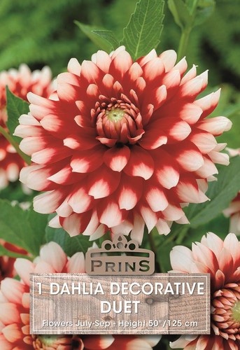 Dahlia decorative duet wpc - dahlia, 'duet'