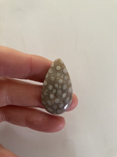 Fossil coral cabachon - cabachon,