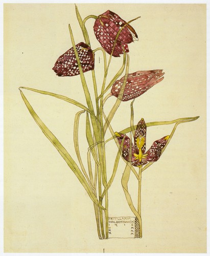 Fritillaria charles rennie - fritillaria,,