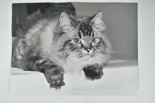 Cat benjamin pedigree - cat,