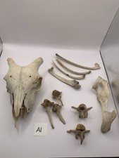 Sheep Skull Taxidermy Art