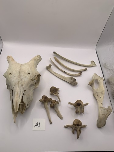 Sheep skull taxidermy - skull,