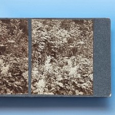 Shropshire Stereoview C1910