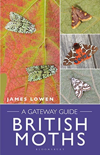 British moths gateway - british, a