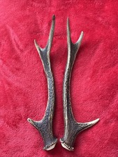 PAIR OF SIKA DEER ANTLERS