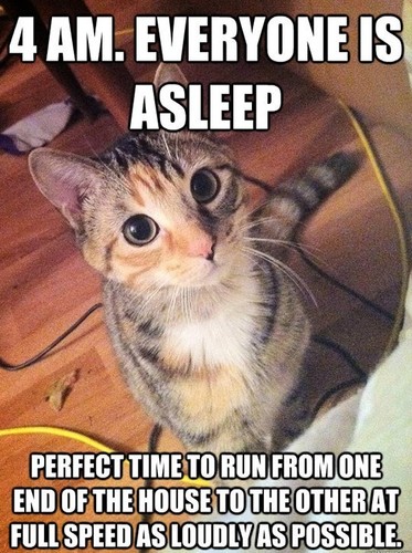 Funny cat meme fridge - meme, "4
