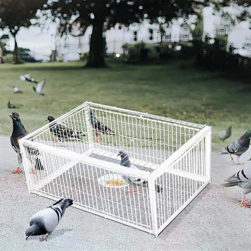 Pigeon traps channel one way - traps,
