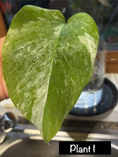 Monstera albo variegated - monstera,