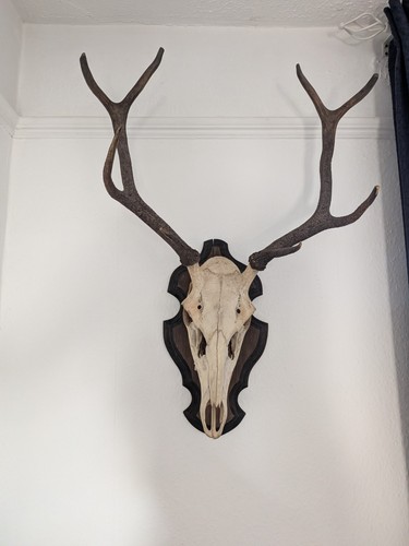 Vintage european deer - skull, &