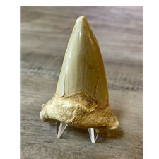 Natural moroccan megalodon - natural,