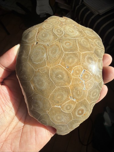 Beautiful polished fossil - beautiful,