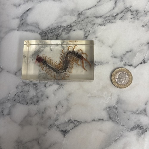 National geographic bugs - geographic,
