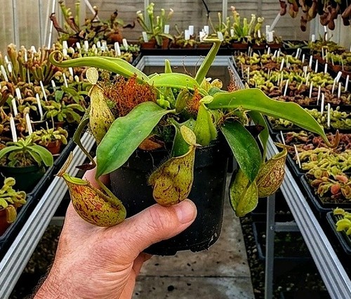 Nepenthes hookeriana live - x,