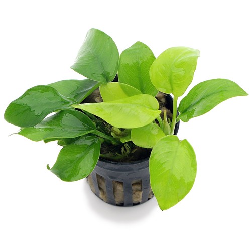Anubias species live - species,