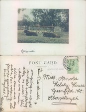 Cows resting near a fence 1903 postmark Animals Social History