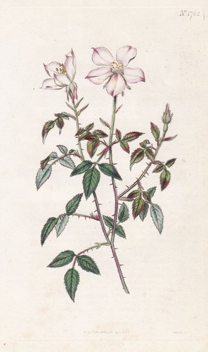 Rosa semperflorens rose - semperflorens,