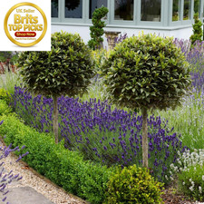 Bay Tree Standard Tree 70-80Cm