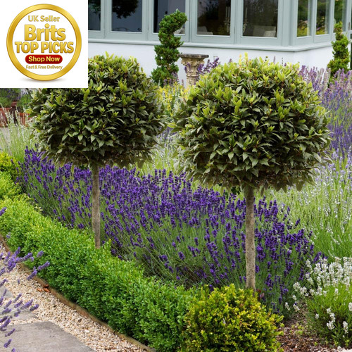 Bay tree standard 80cm - bay, 70-80cm