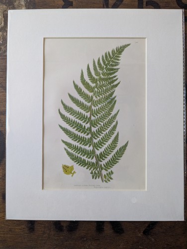 Antique 1870s anne pratt fern - antique,